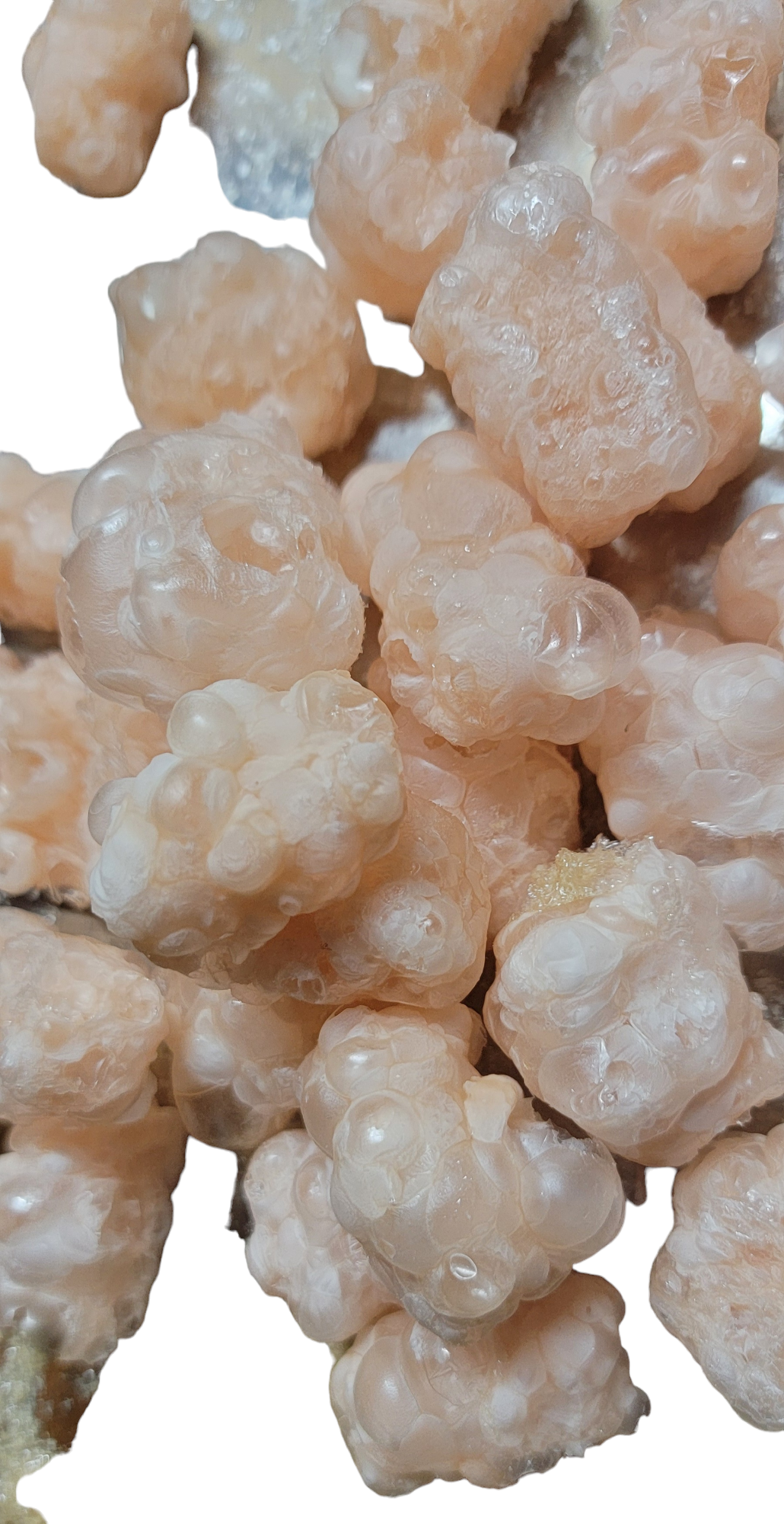 Freeze Dried Crunchy Space Bears (Gummi Bearz)